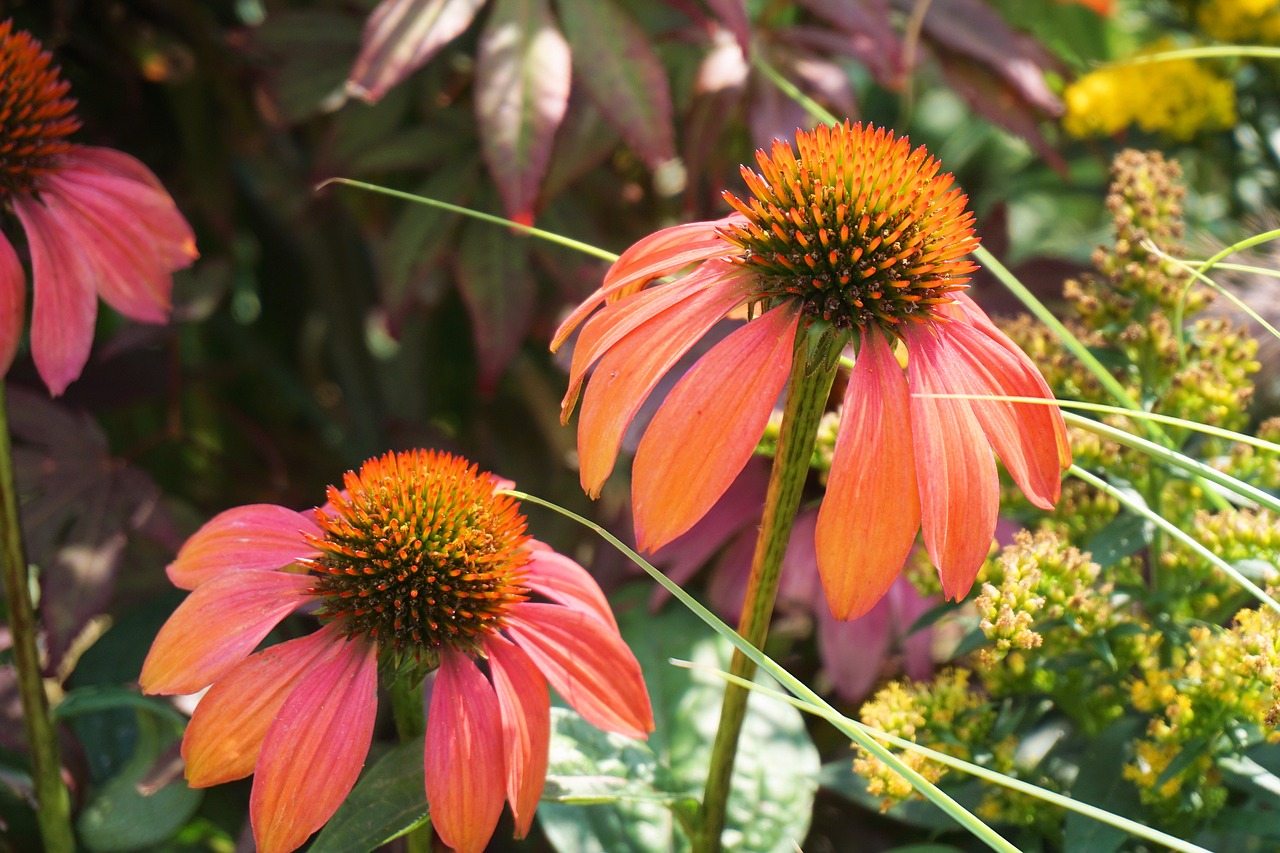 sun hat flower blossom free photo