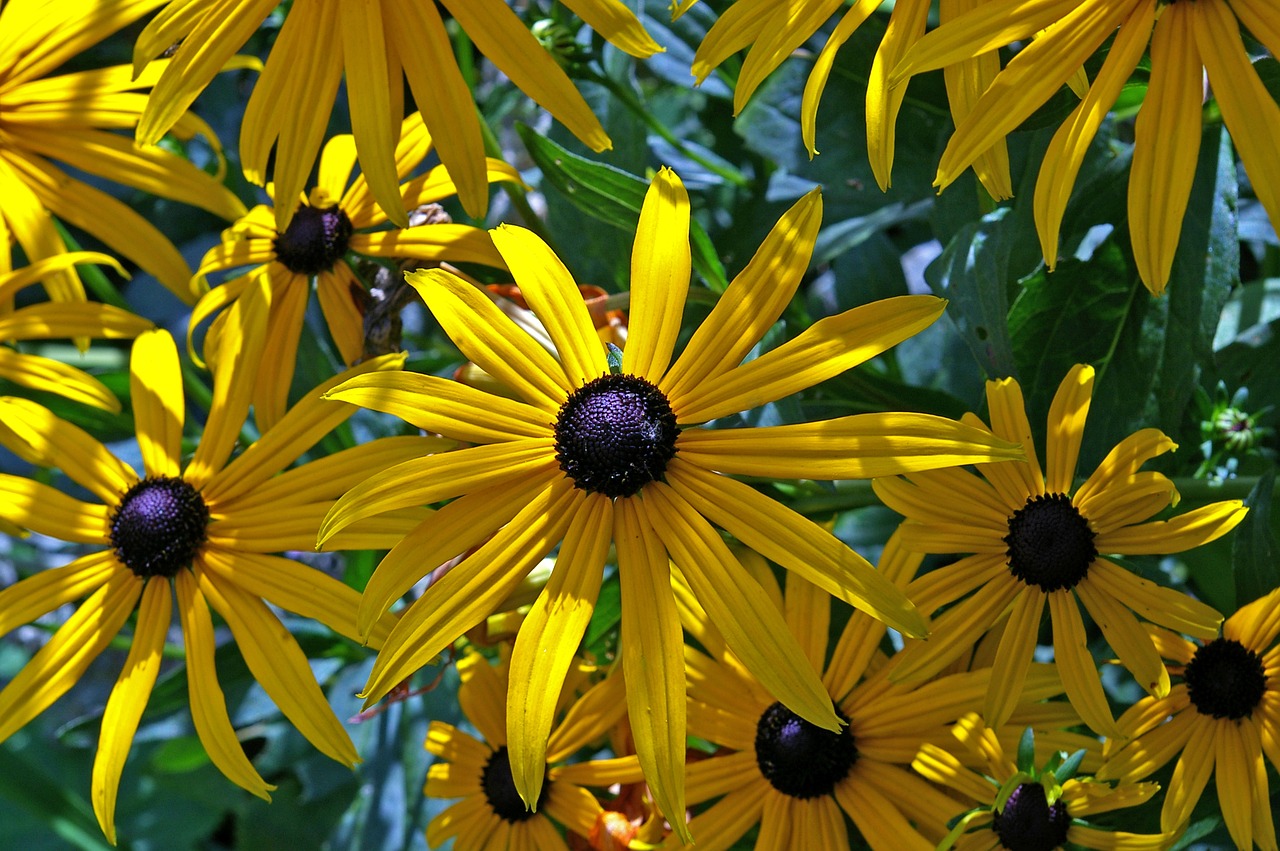 sun hat shrub yellow coneflower free photo