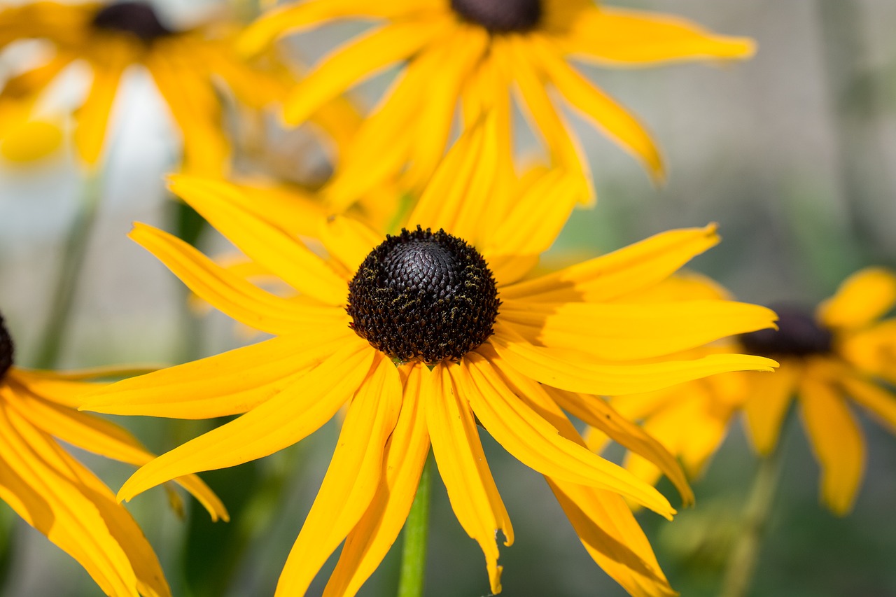 sun hat echinacea yellow free photo