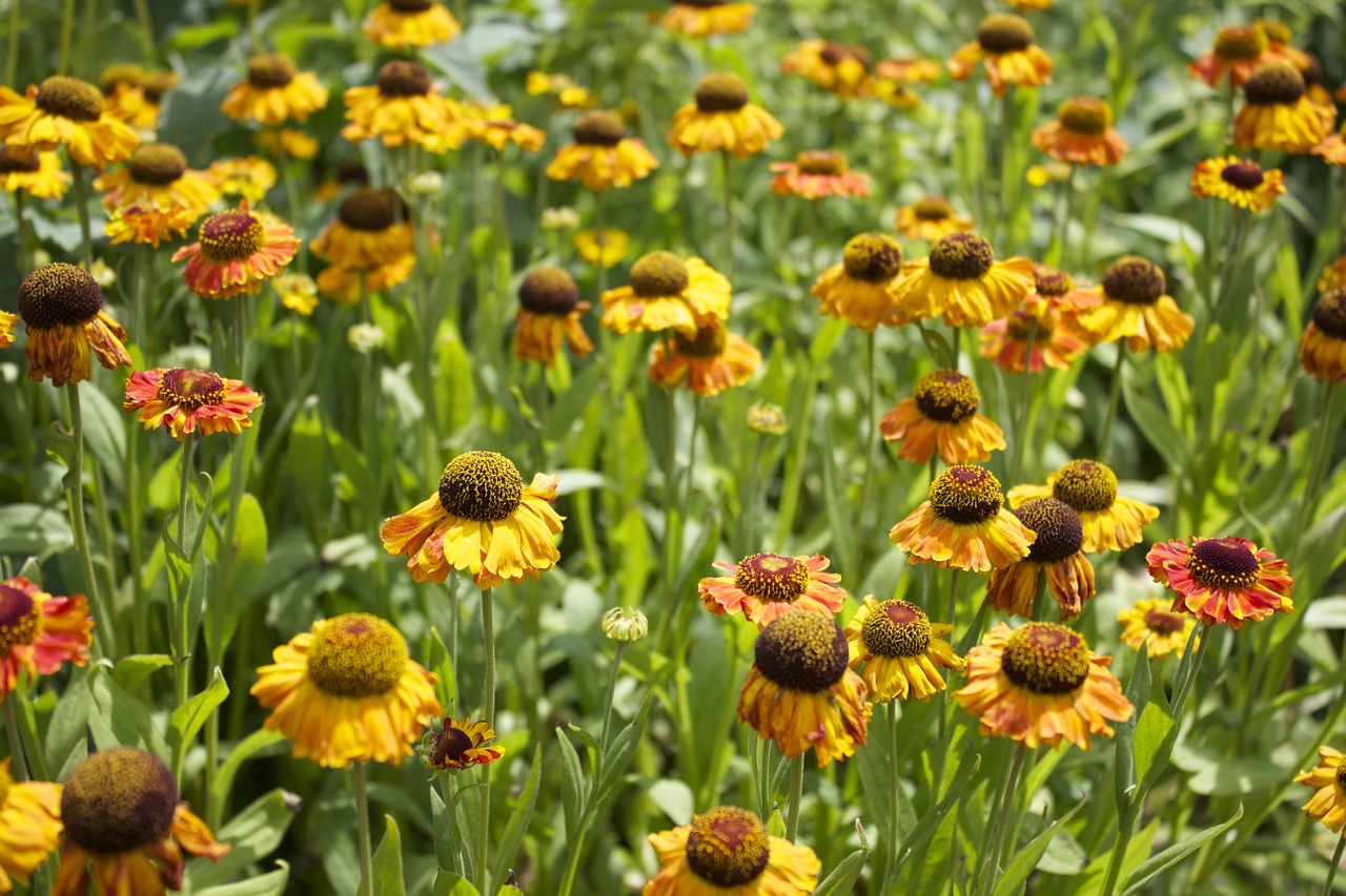 sun hat yellow flower free photo