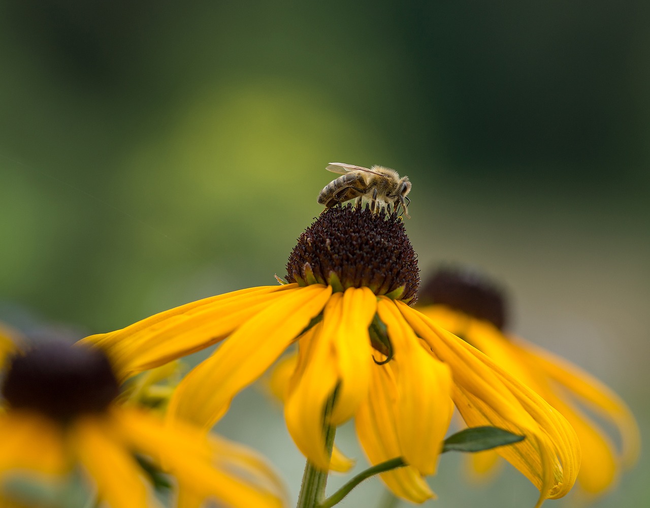 sun hat flower ordinary sonnenhut free photo