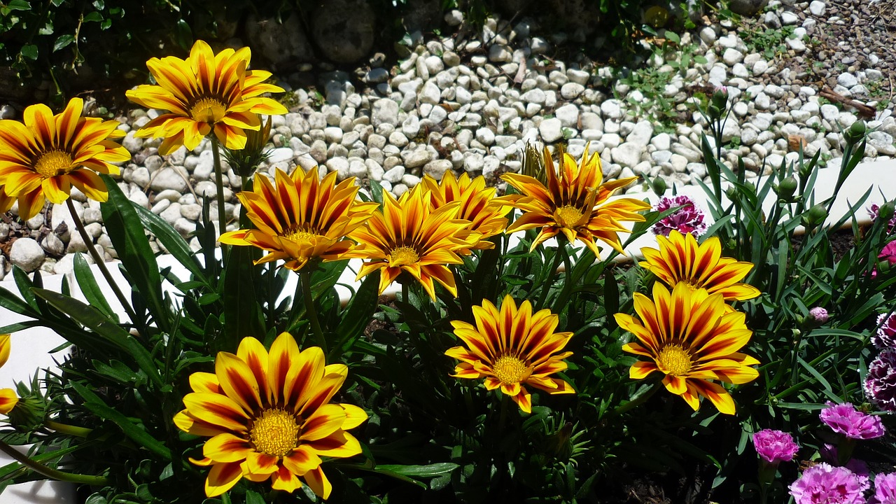 sun hat rudbeckia beautiful breeding free photo