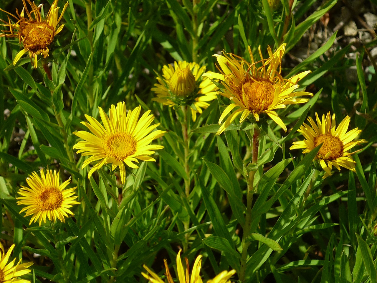 sun hat nature smaller flowers free photo