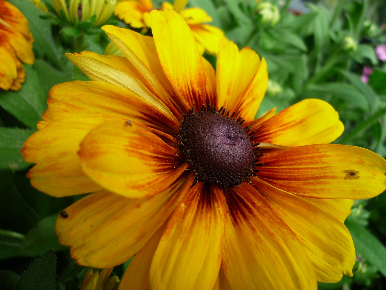 sun hat nature yellow free photo