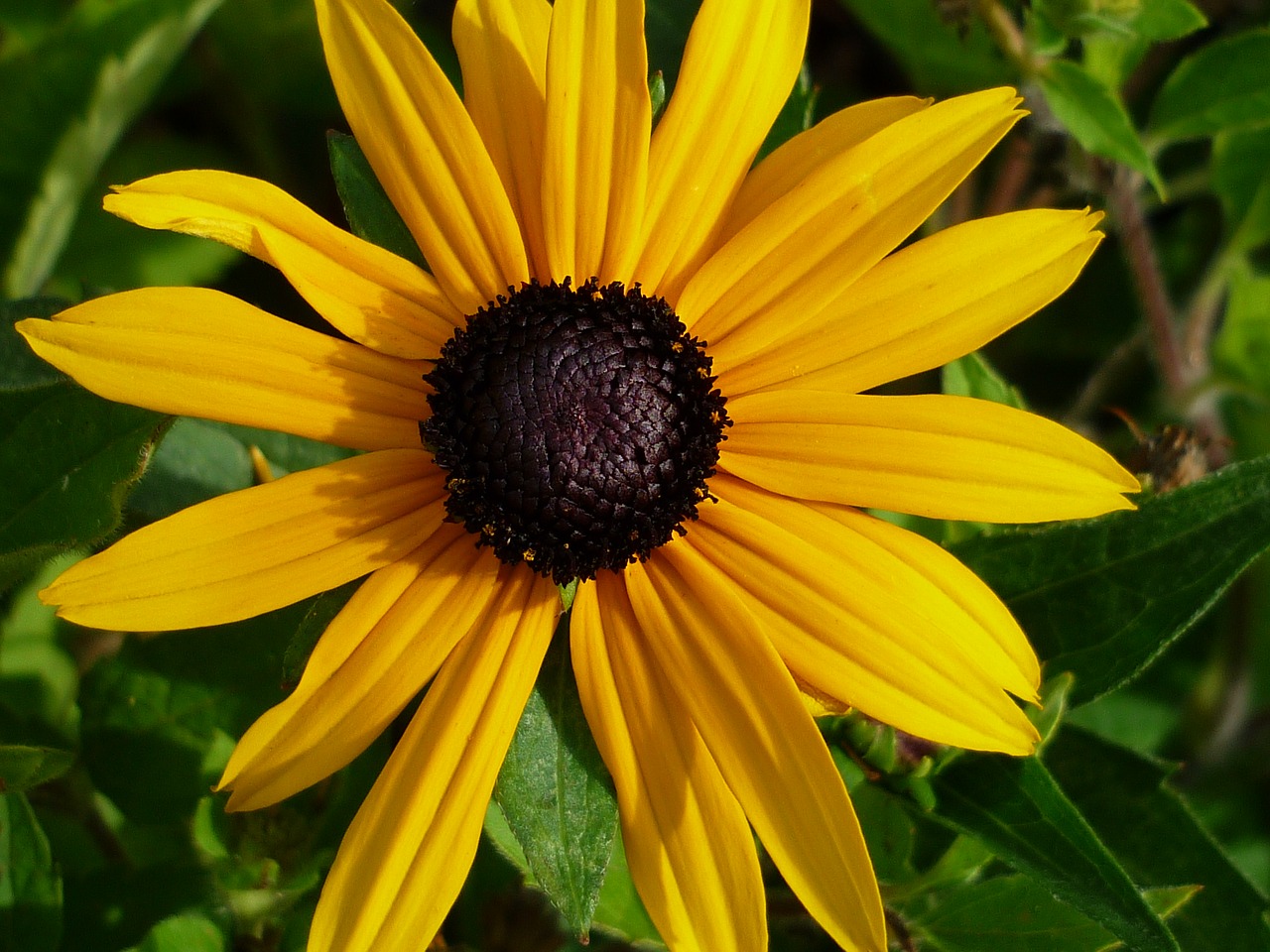 sun hat yellow blossom free photo