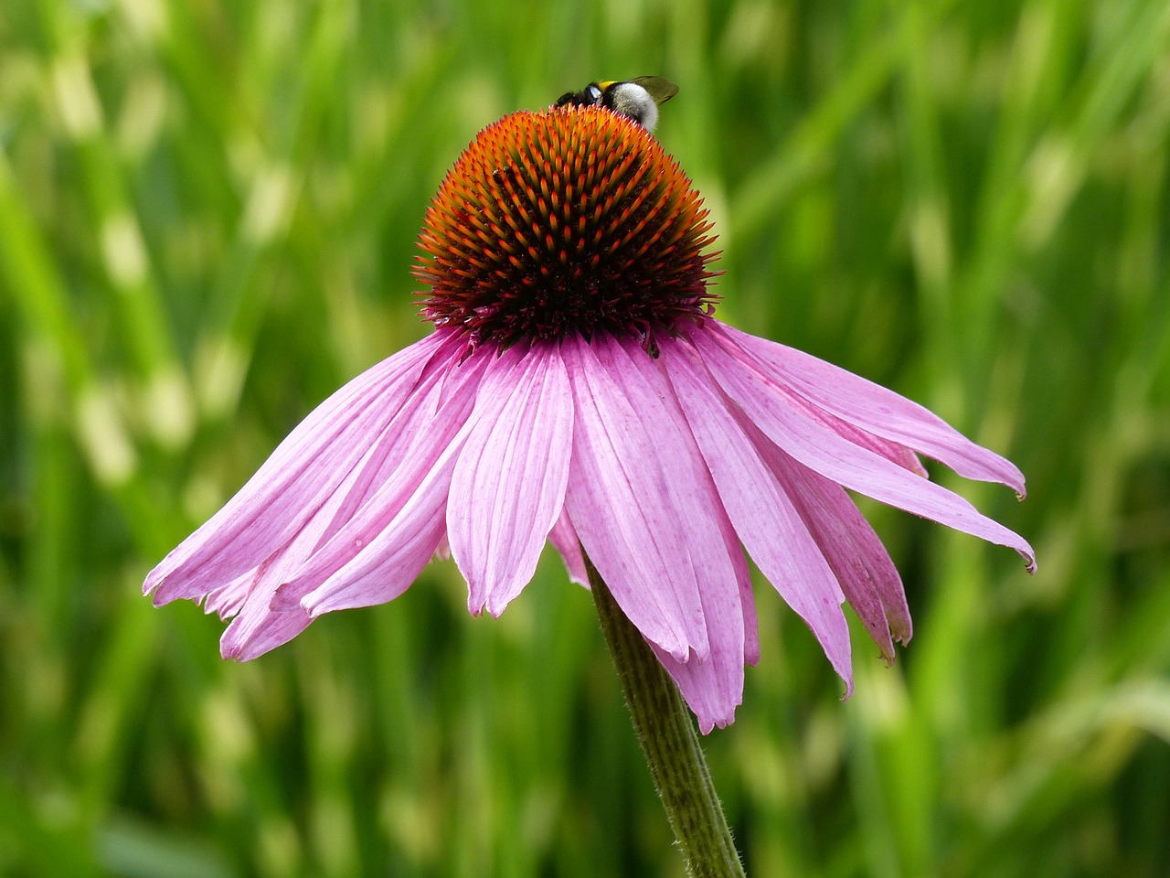 sun hat flower bee free photo