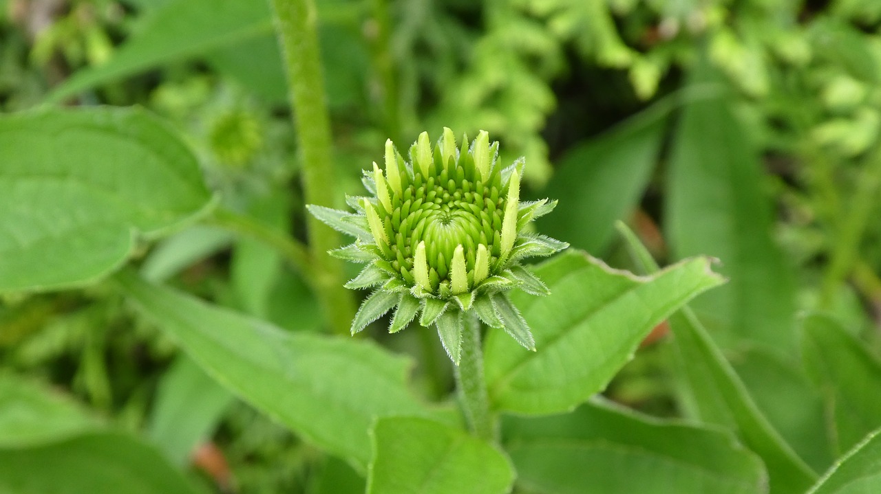 sun hat  echinacea  blossom free photo