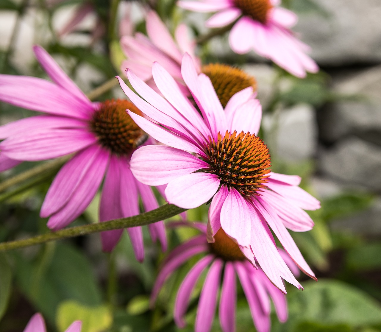 sun hat  flower  plant free photo