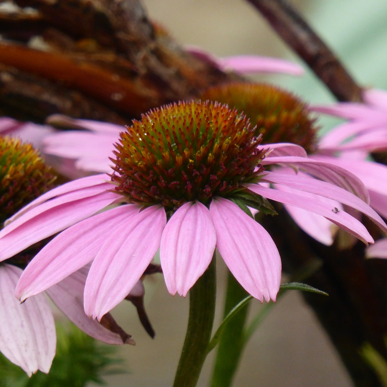 sun hat echinacea blossom free photo