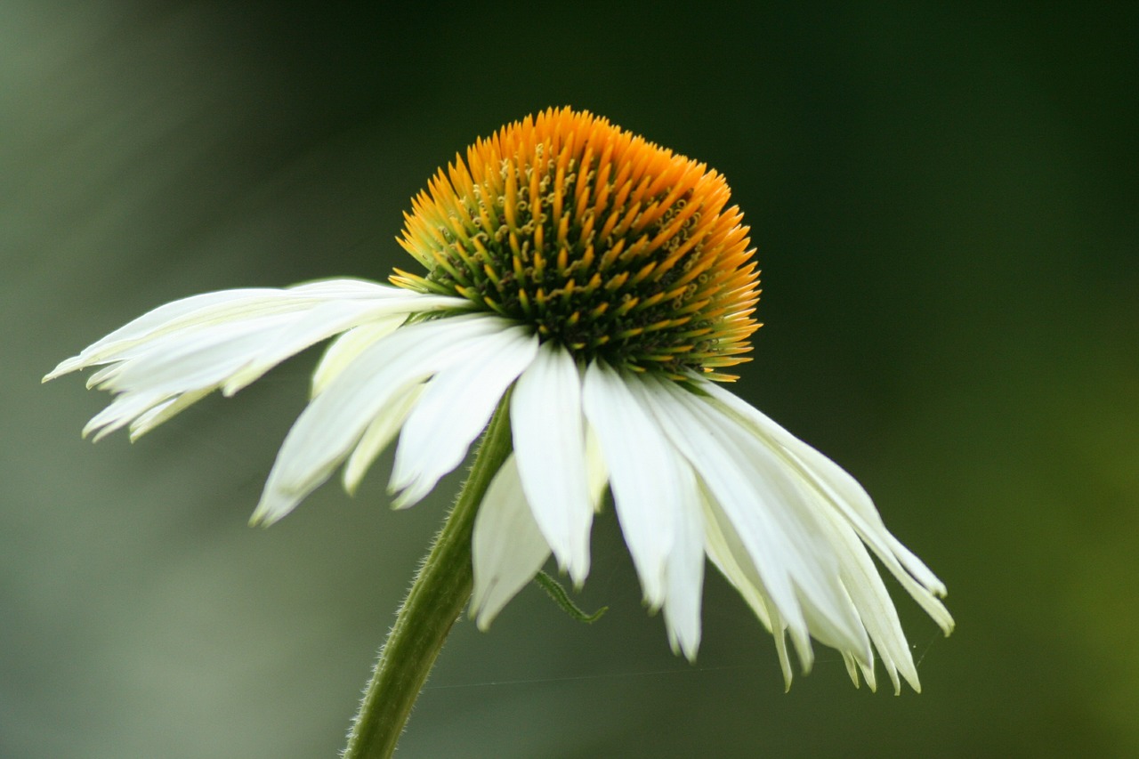 sun hat echinacea blossom free photo