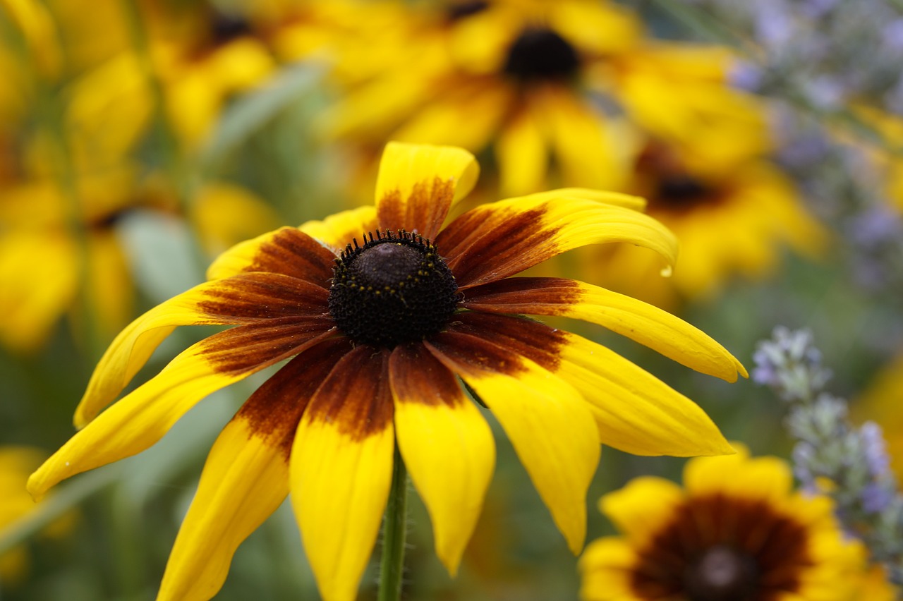 sun hat close flower free photo