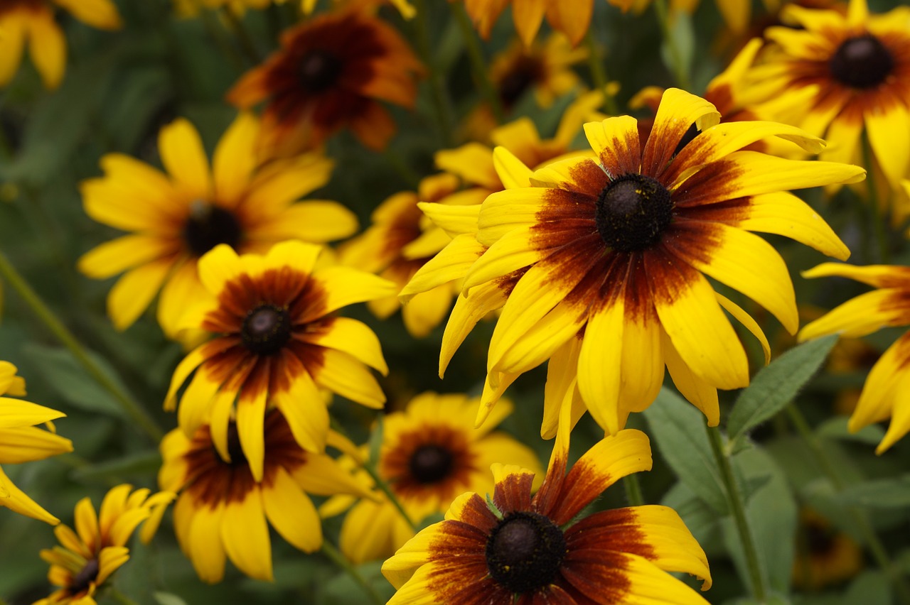 sun hat close flower free photo