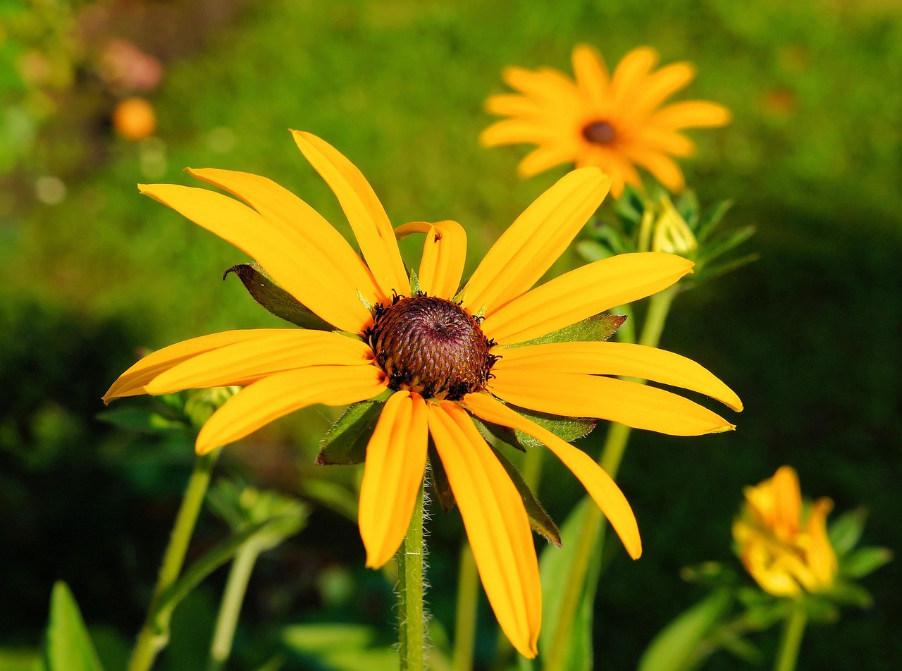 sun hat flower yellow free photo