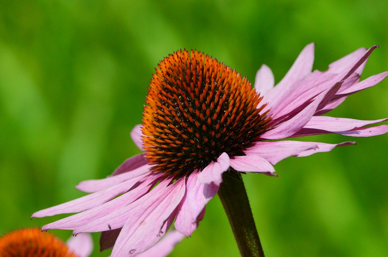 sun hat flower blossom free photo