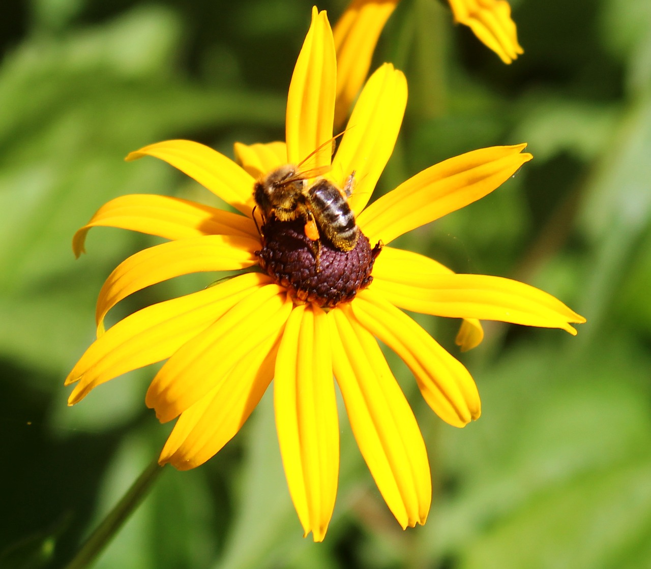 sun hat bee nectar free photo