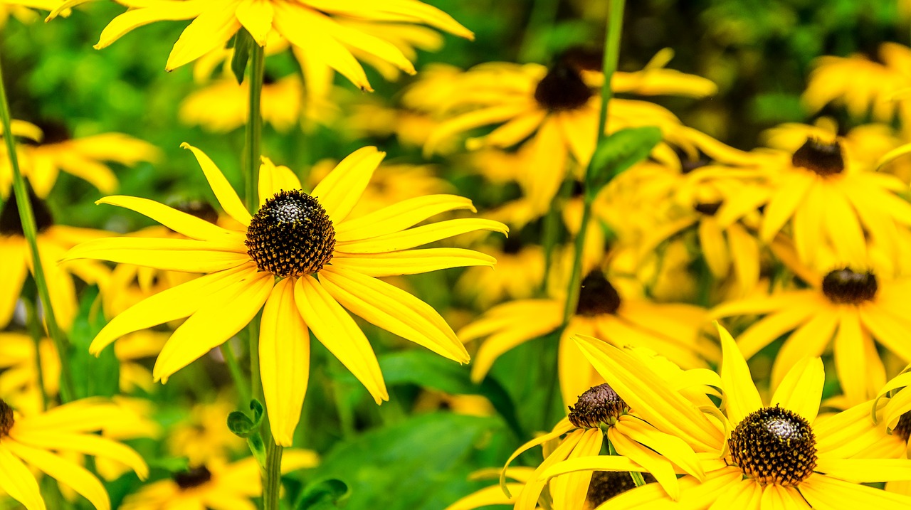 sun hat flower yellow free photo