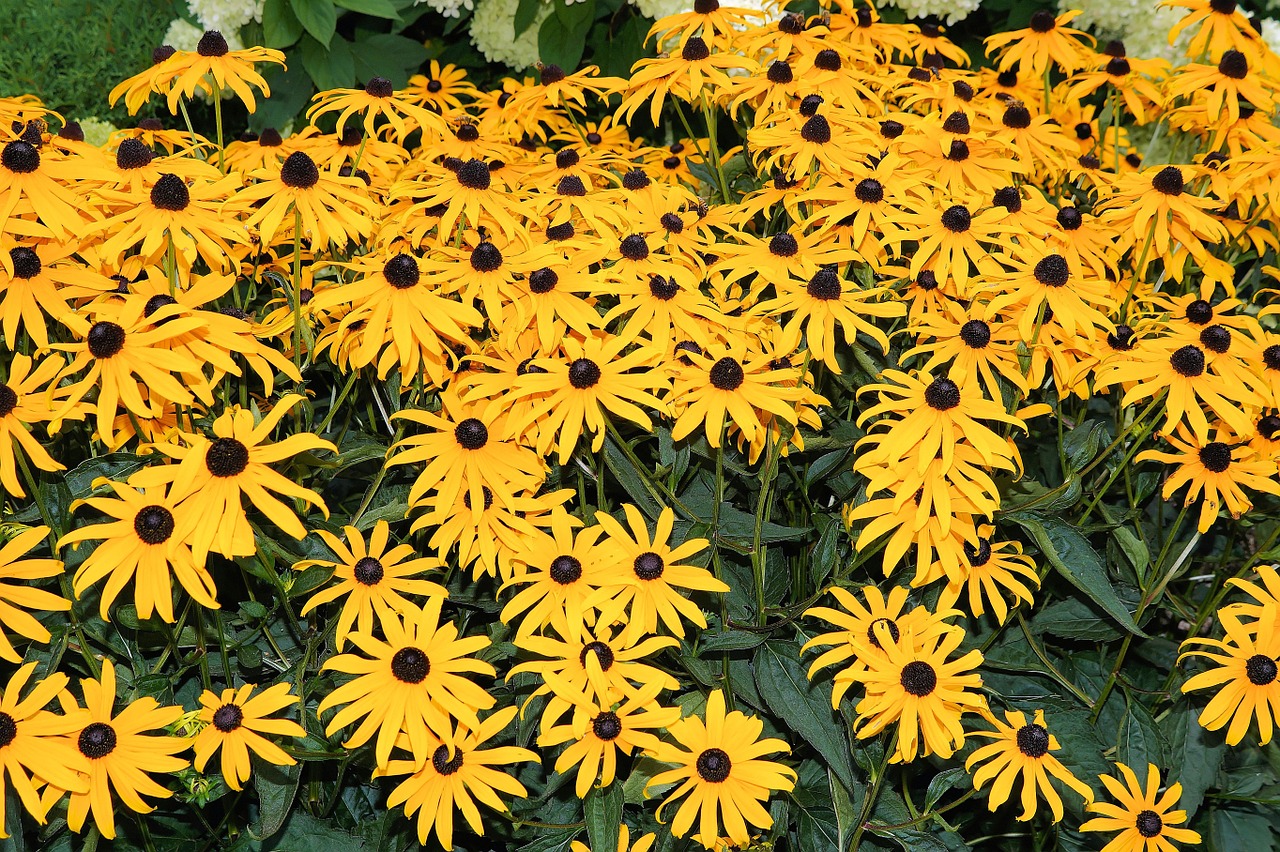 sun hat flowers yellow free photo