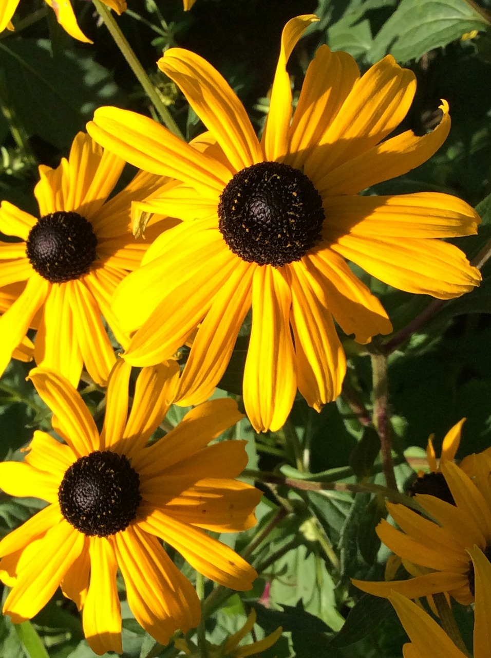 sun hat nature flower free photo