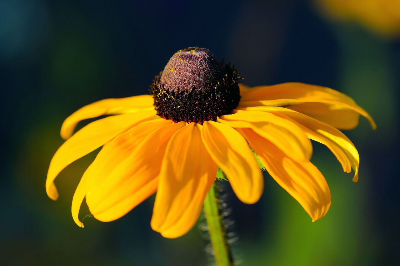 sun hat flower blossom free photo