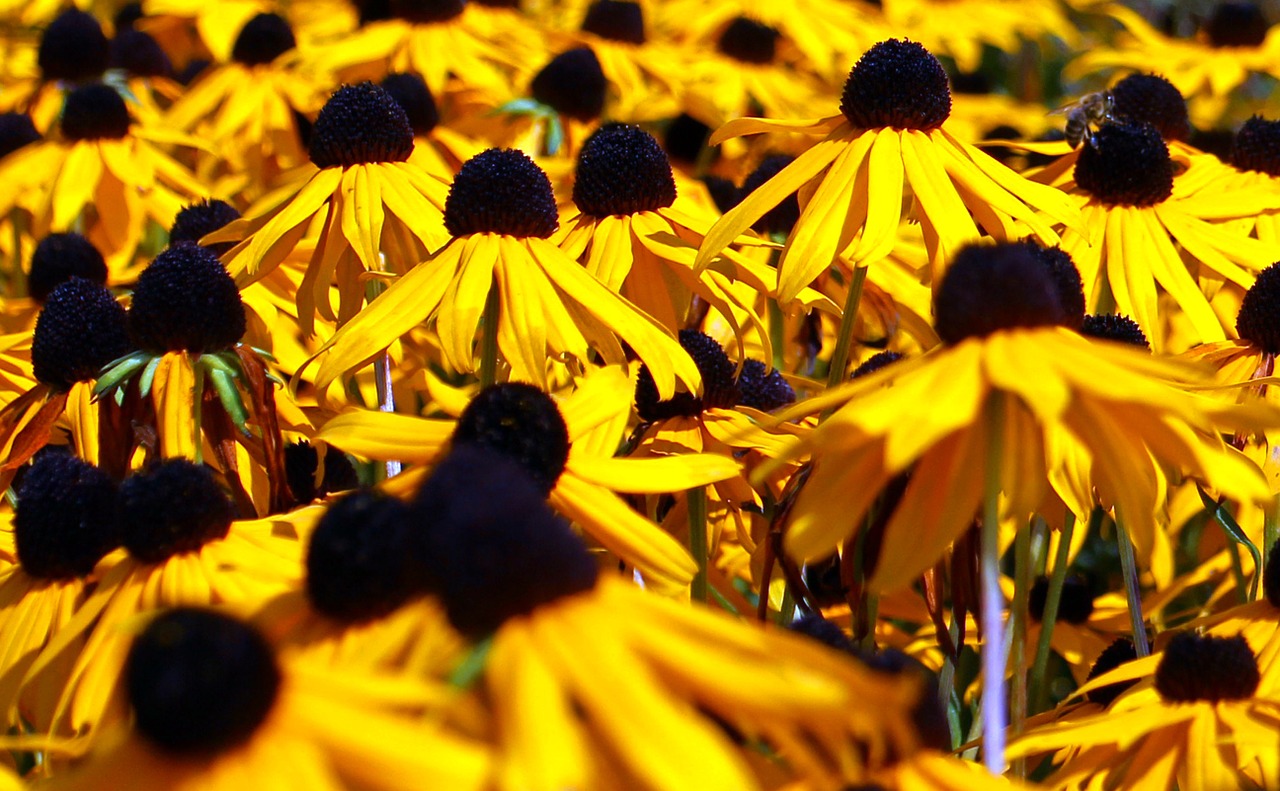 sun hat flowers flower free photo