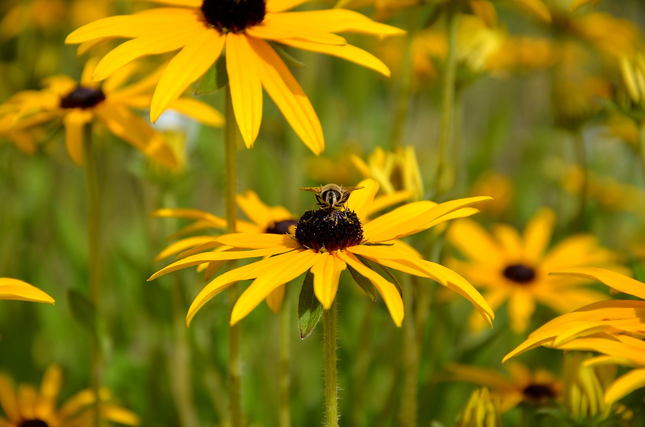 sun hat bee blossom free photo