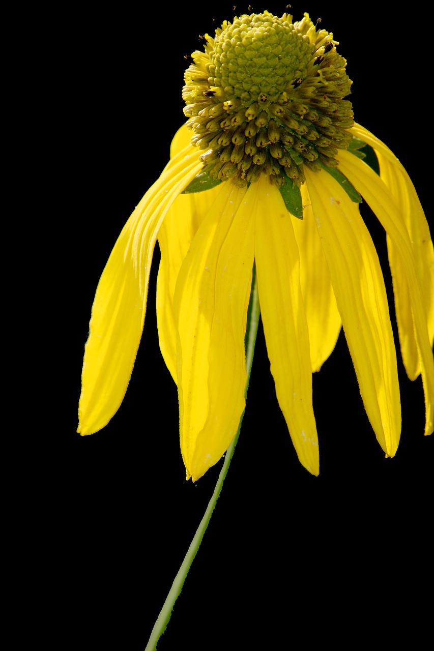 sun hat yellow macro free photo