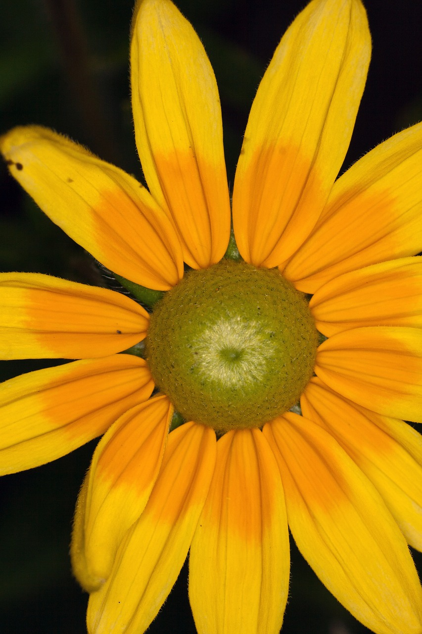 sun hat yellow flower free photo