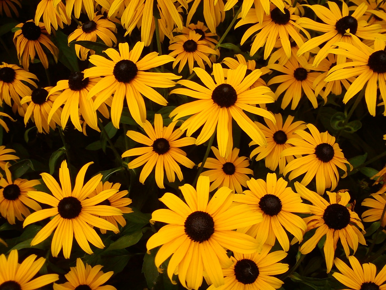 sun hat flower yellow free photo