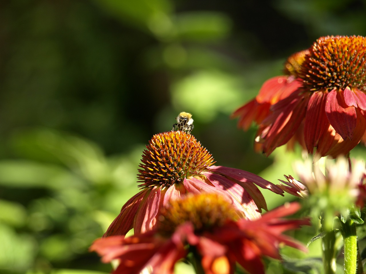 sun hat bee flower free photo