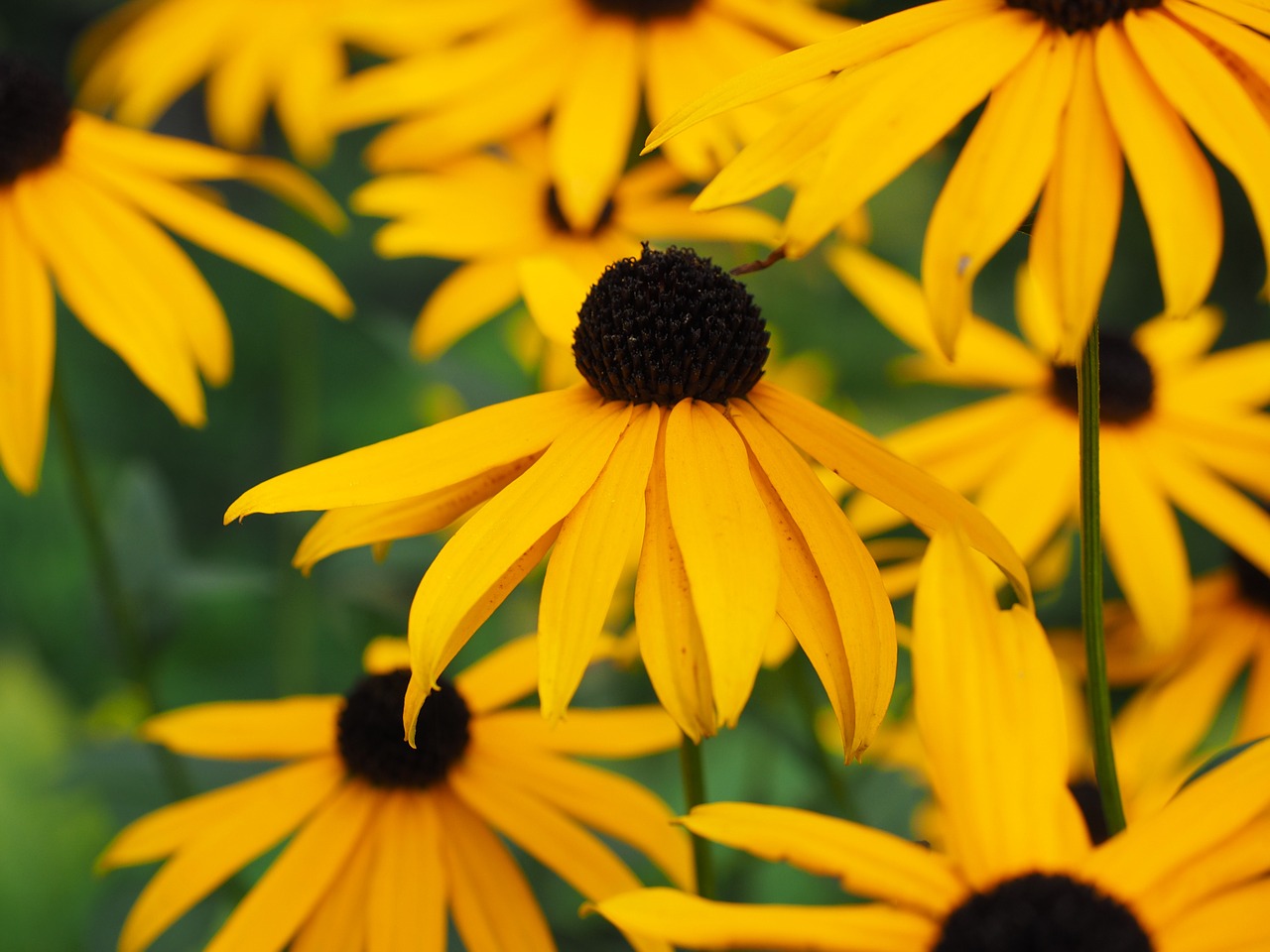 sun hat flower blossom free photo