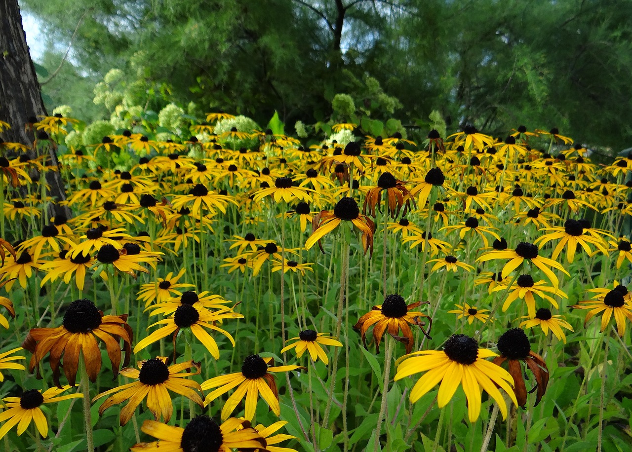 sun hat rudbeckia fulgida basket flower greenhouse free photo