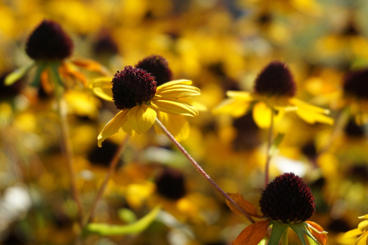 sun hat flower yellow free photo