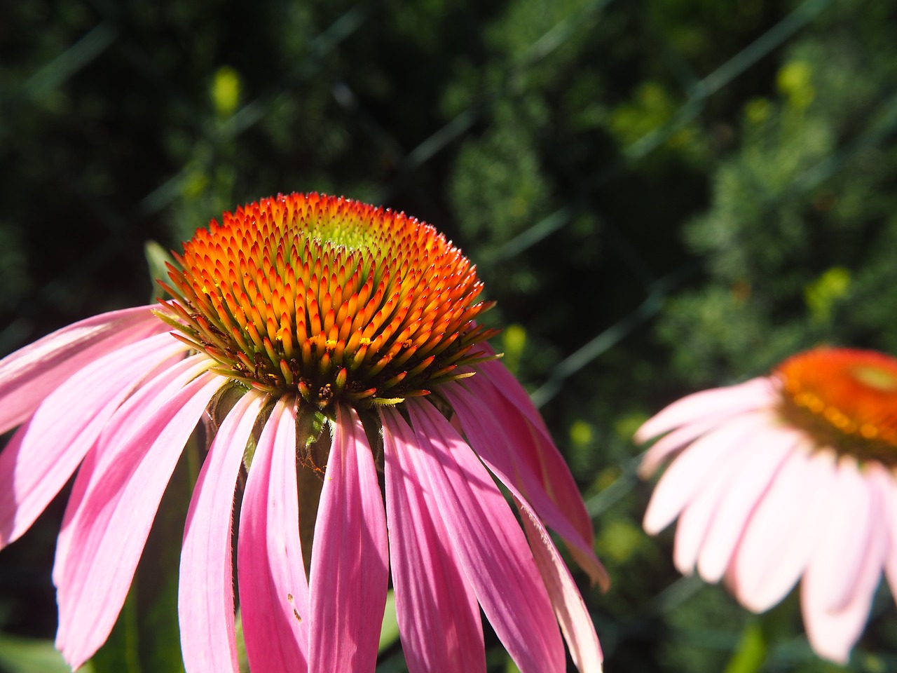 sun hats echinacea garden free photo