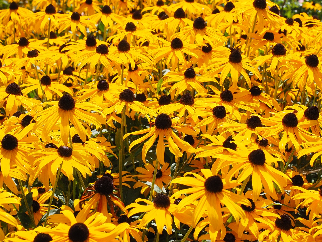 sun hats flowers yellow free photo