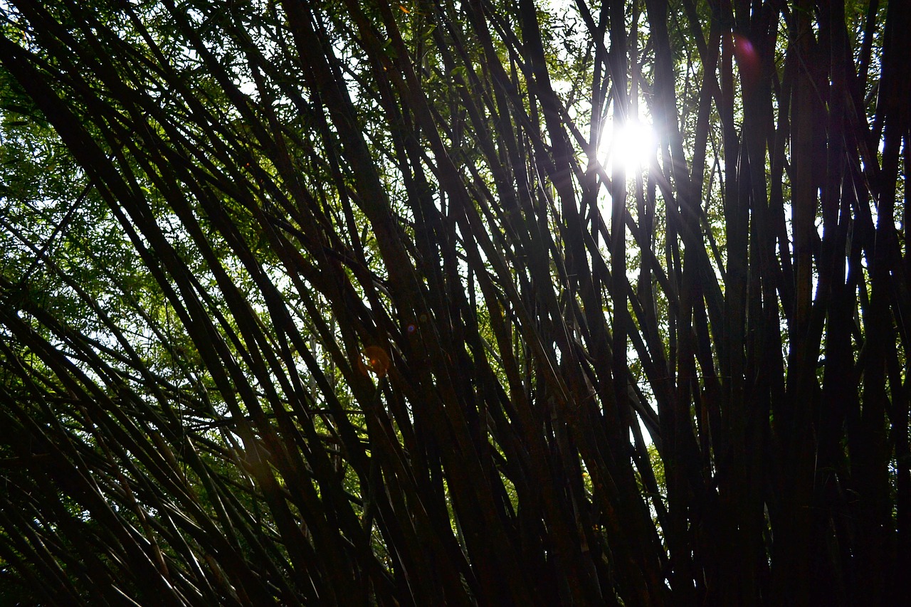 sun light bamboo bamboo trees free photo