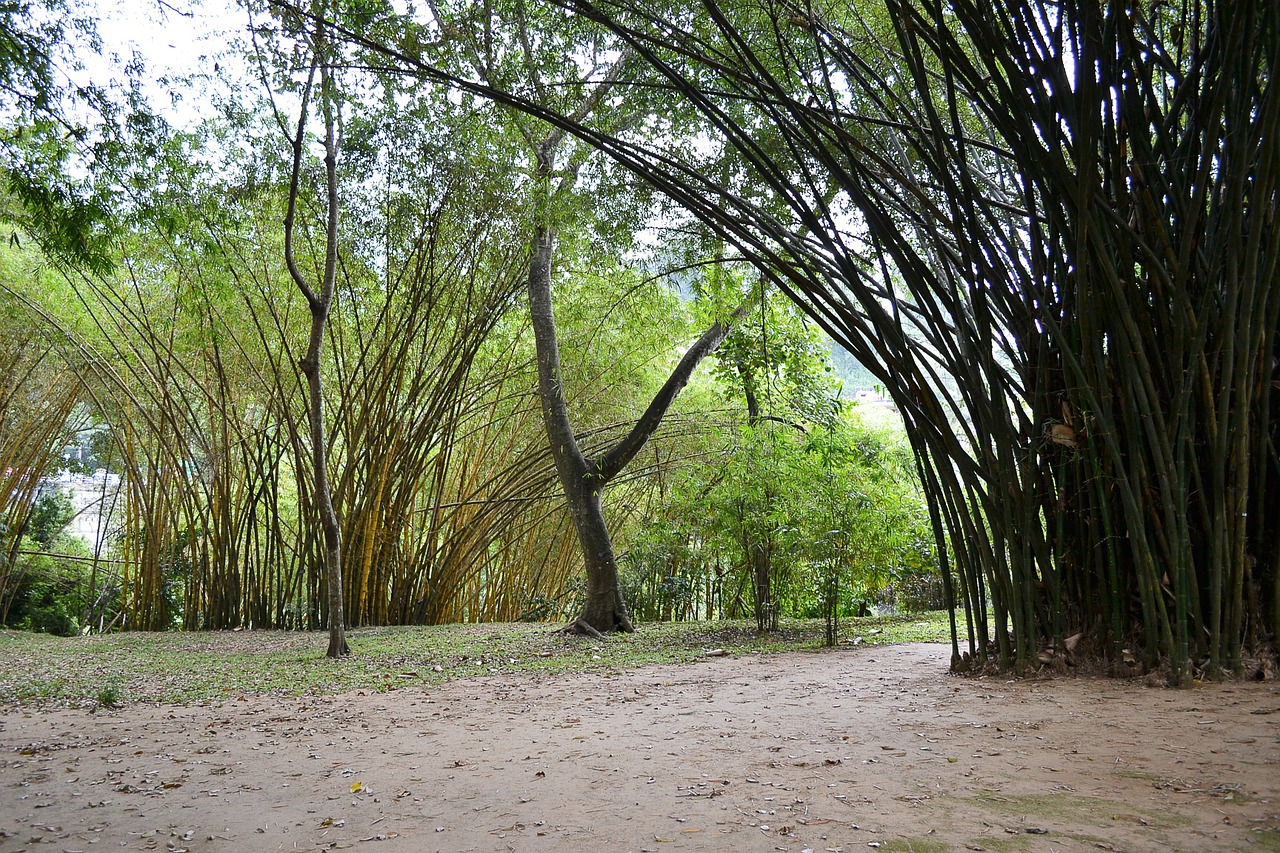 sun light bamboo bamboo trees free photo