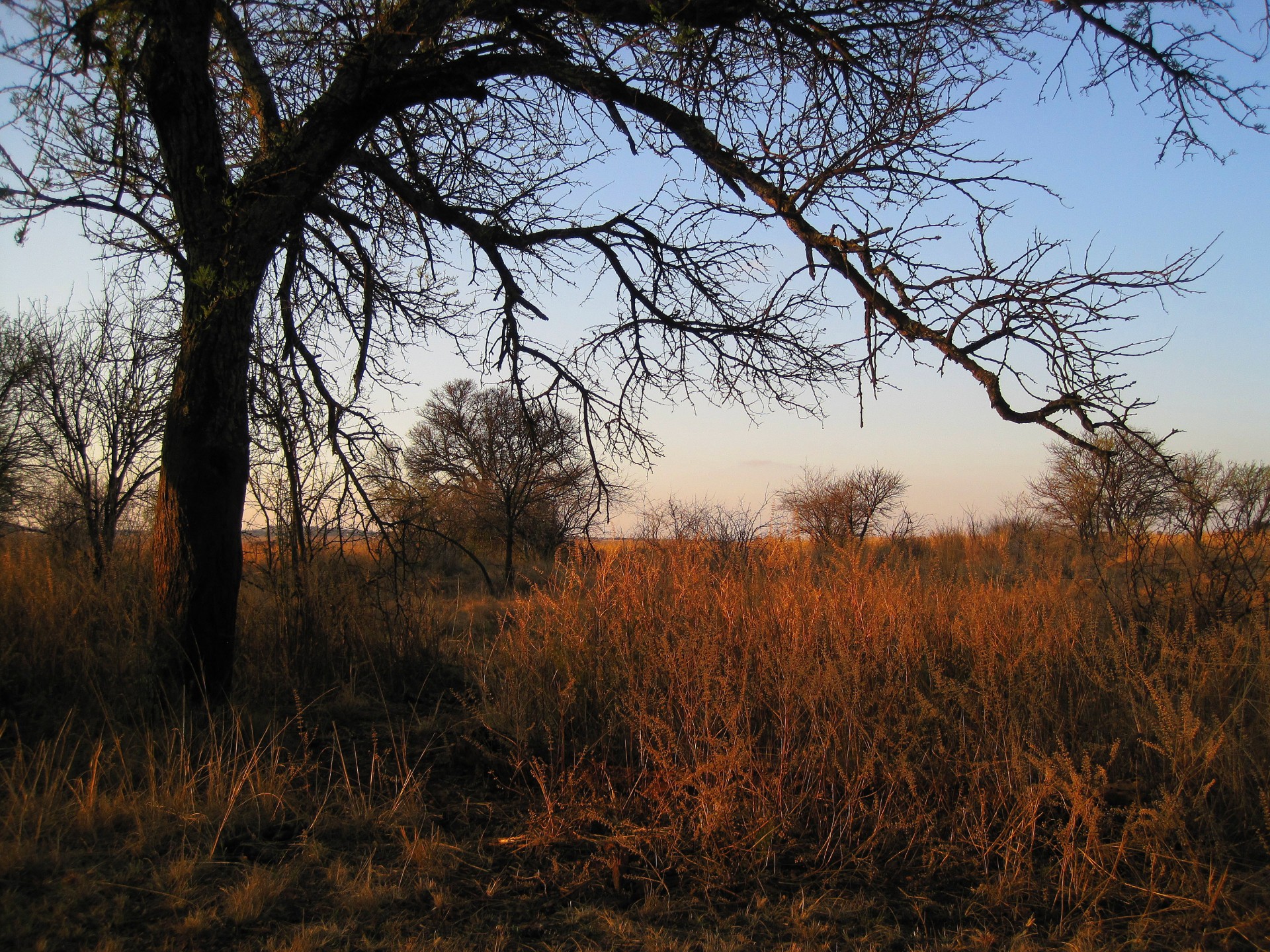 veld grass tree free photo