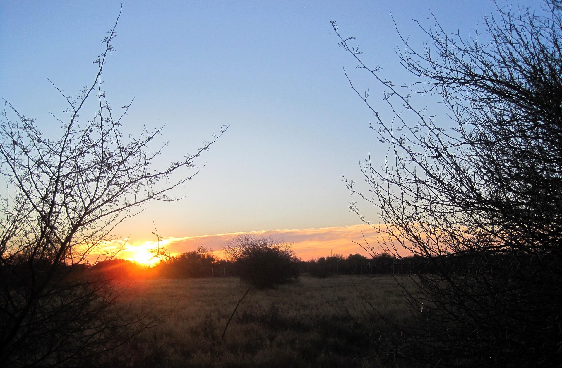 bush veld africa free photo