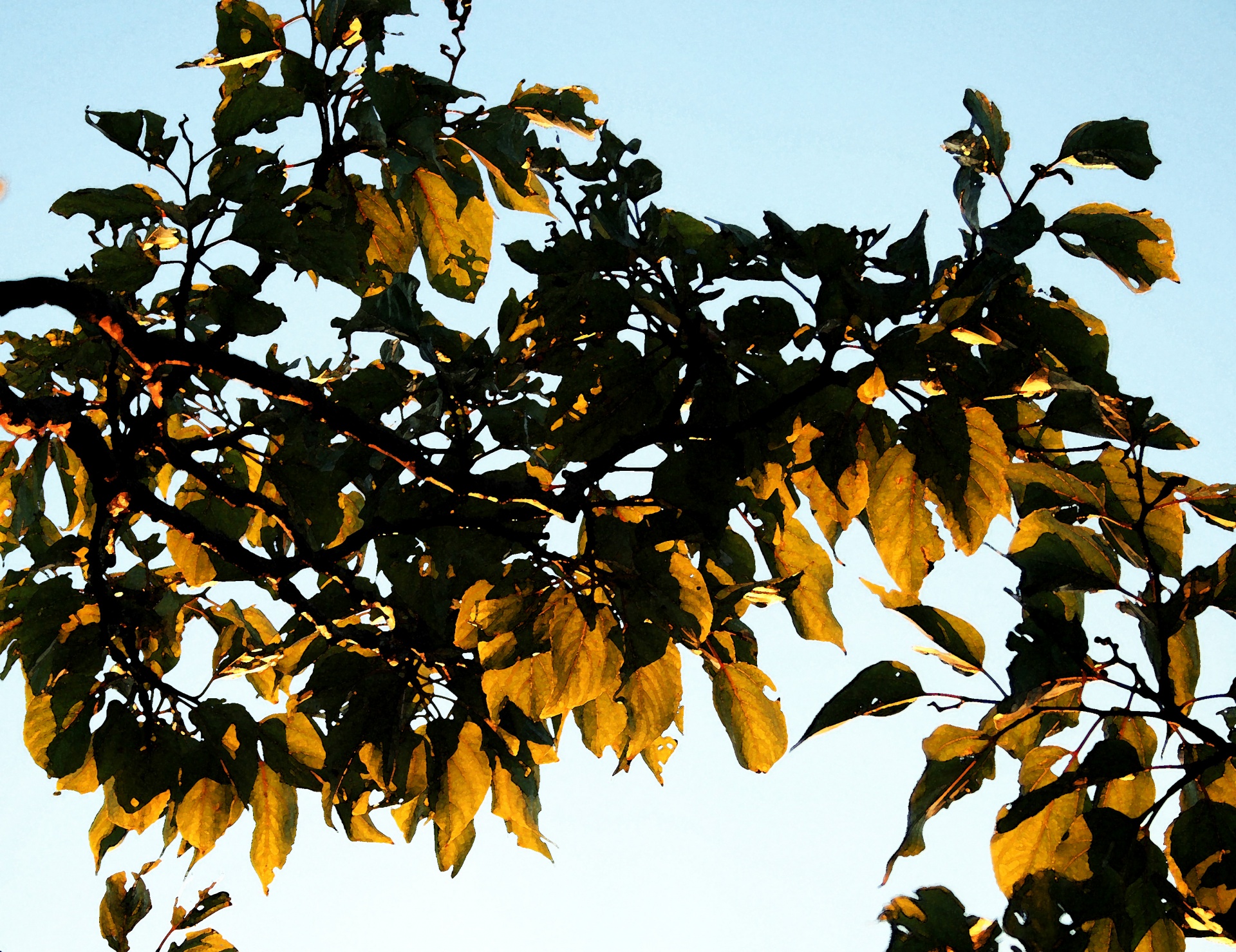 leaves yellow gold free photo
