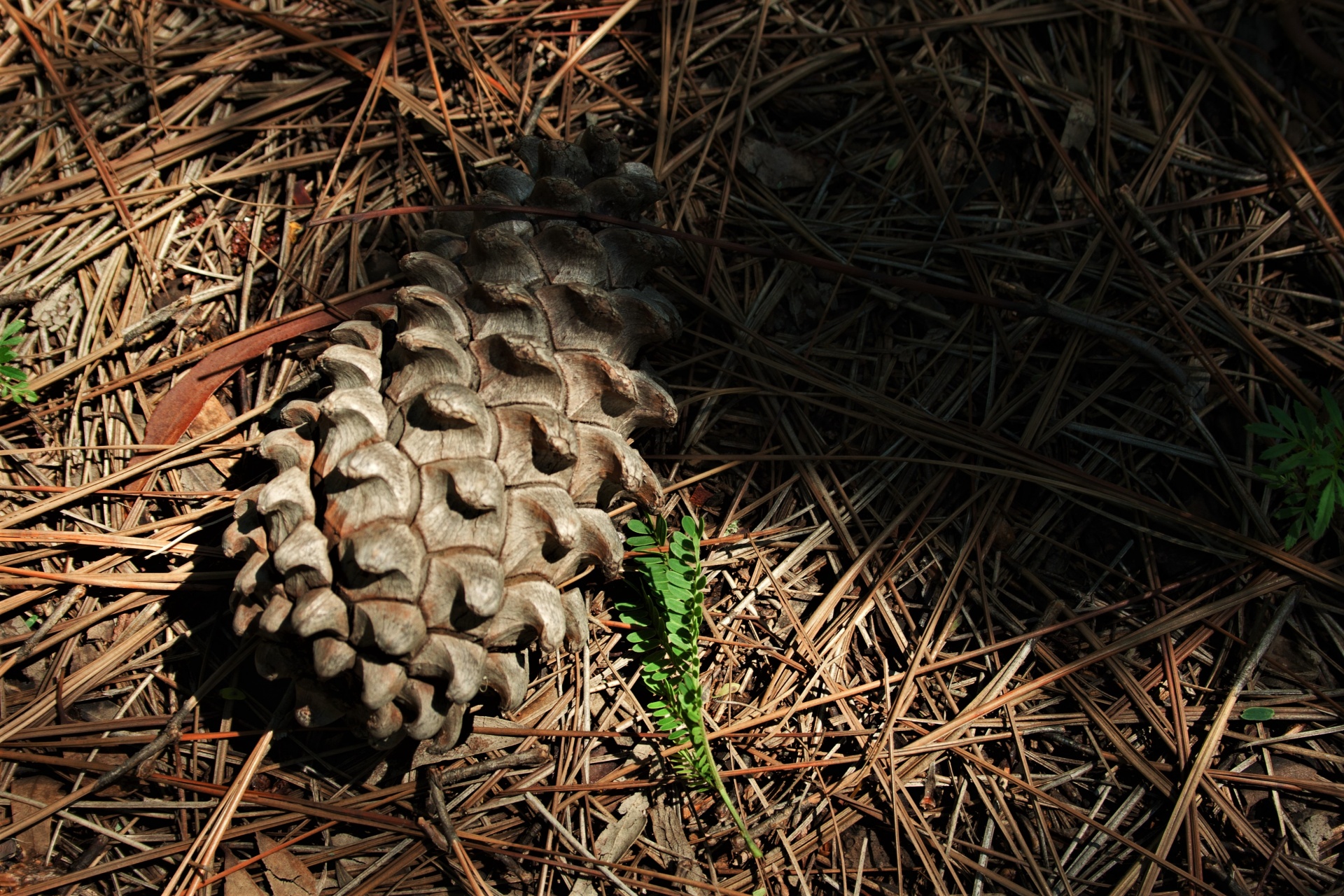 cone pine dry free photo