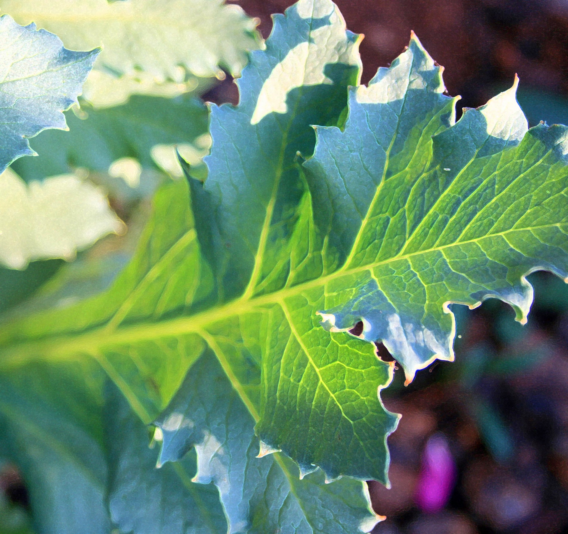 leaf veined green free photo