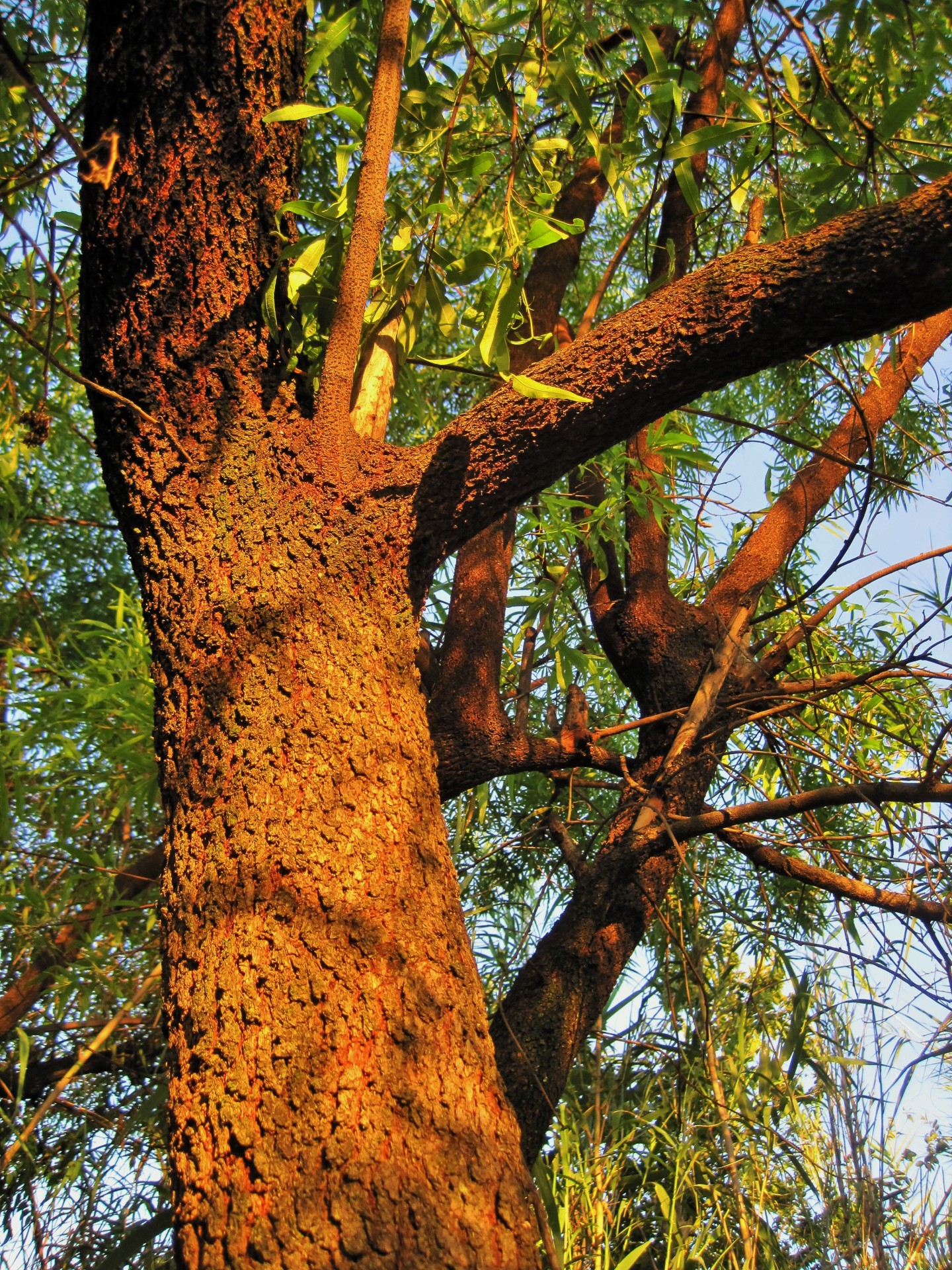 tree trunk bark free photo