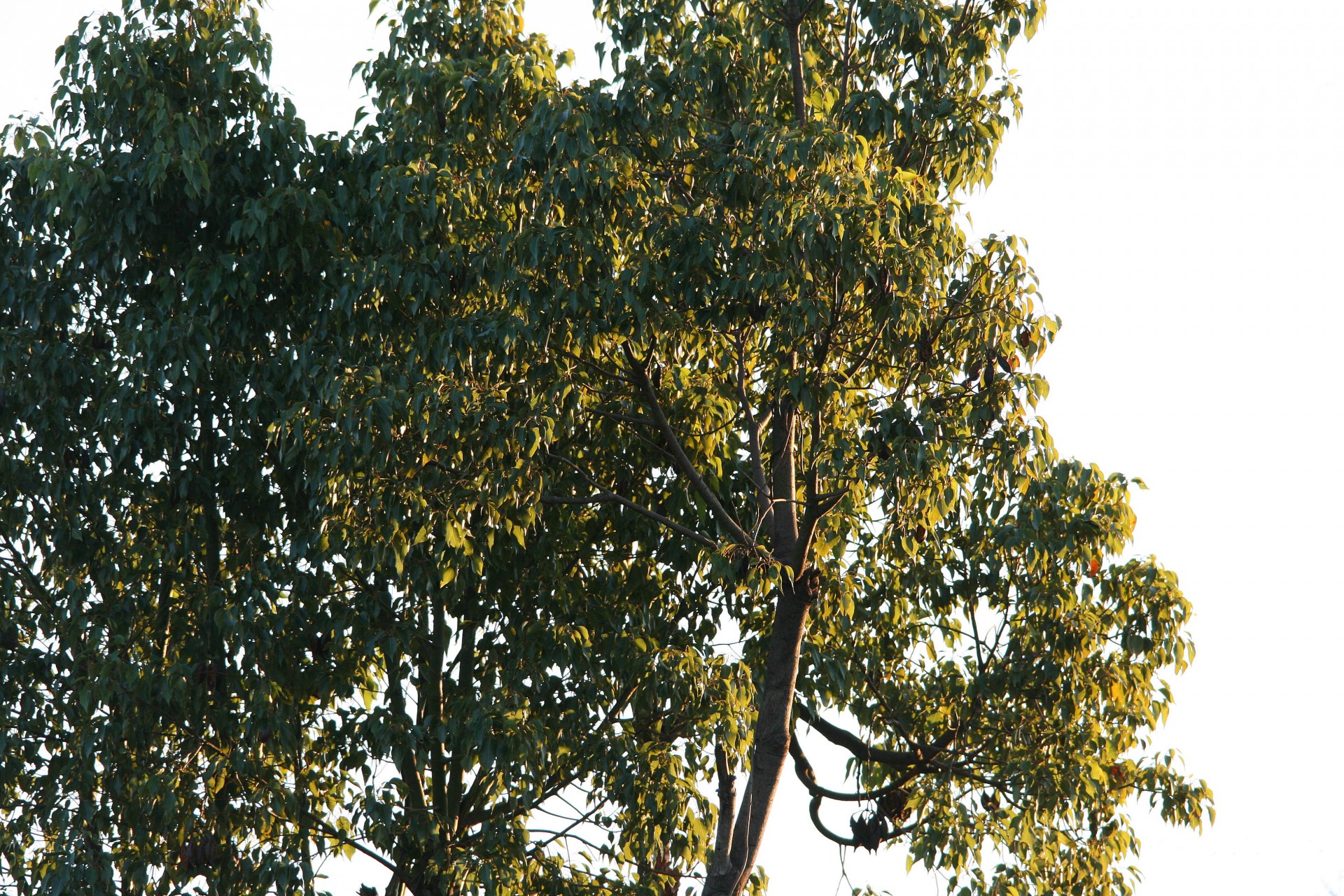 tree foliage sunlight free photo