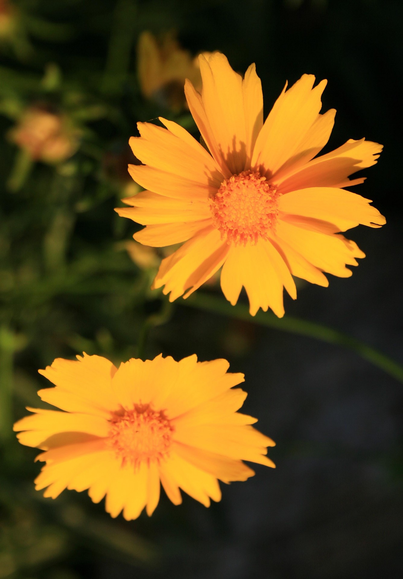 flowers daisies yellow free photo