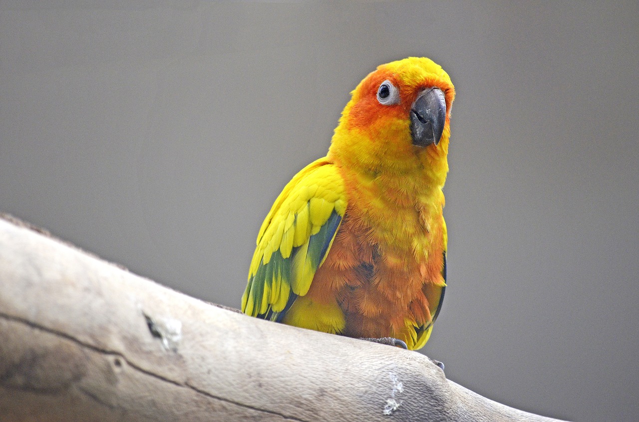 sun parakeet parakeet bird free photo