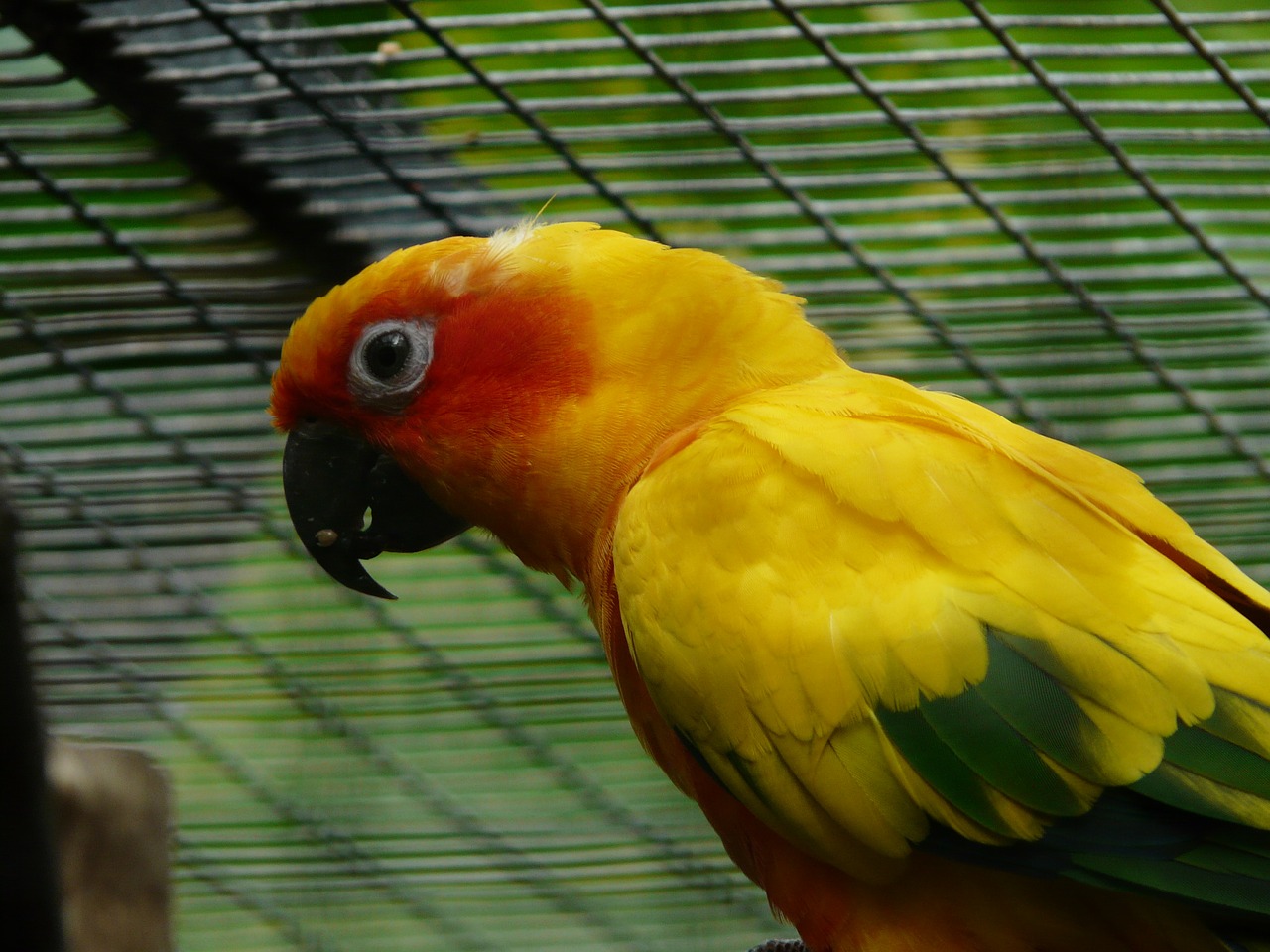 sun parakeet parrot aratinga solstitialis free photo