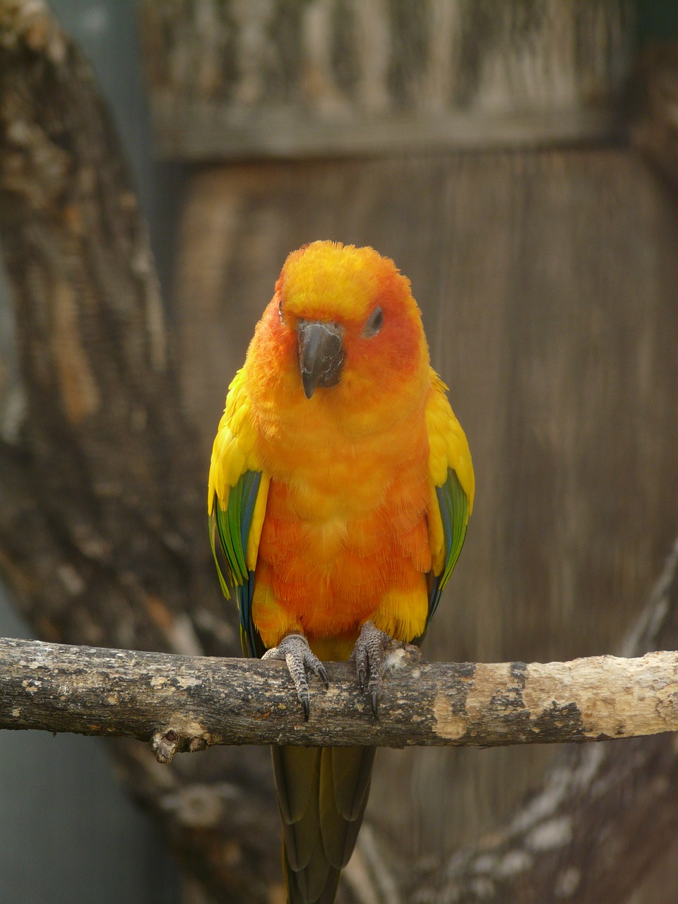 sun parakeet south american parrot parrot free photo