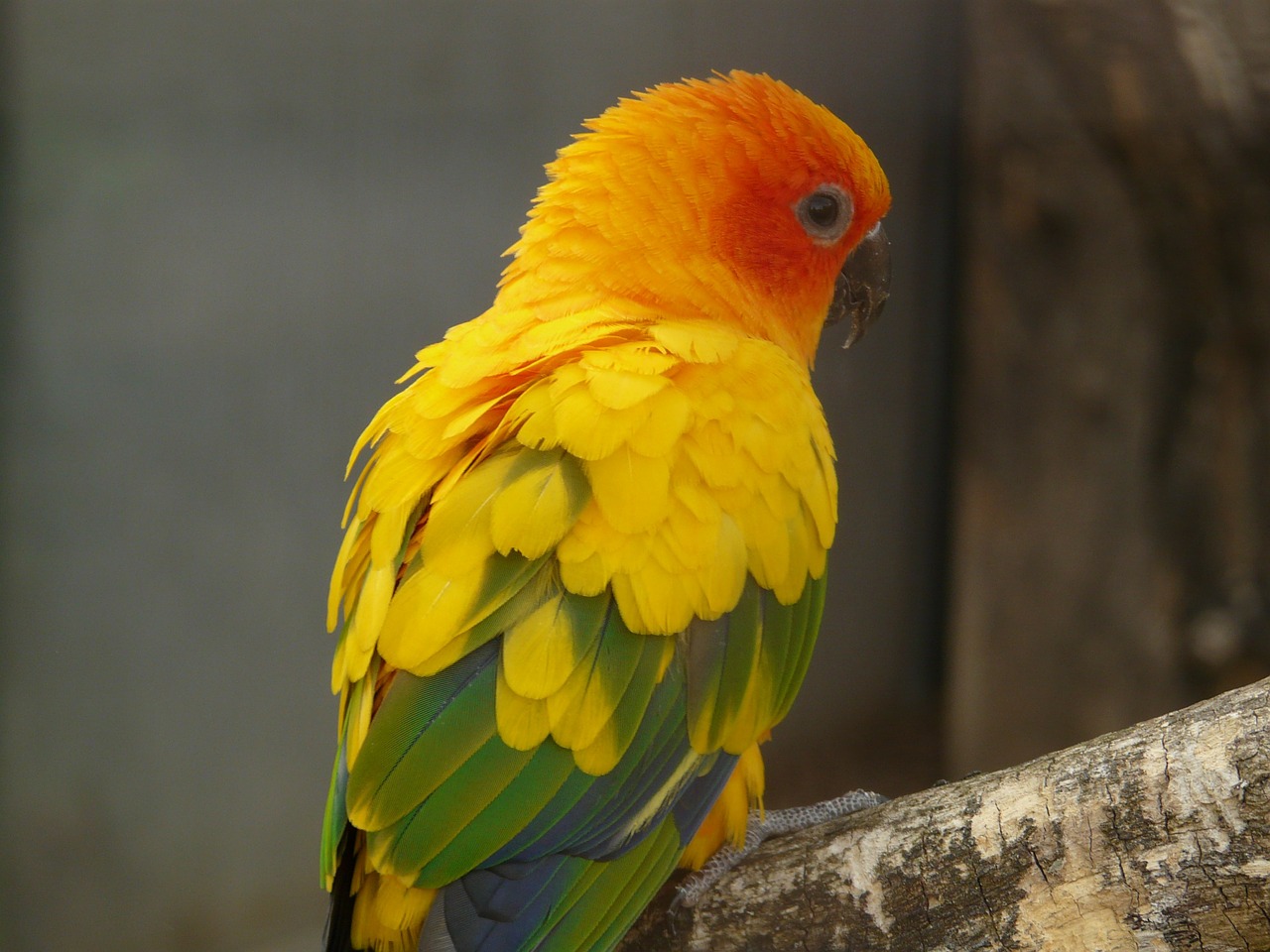 sun parakeet south american parrot free photo