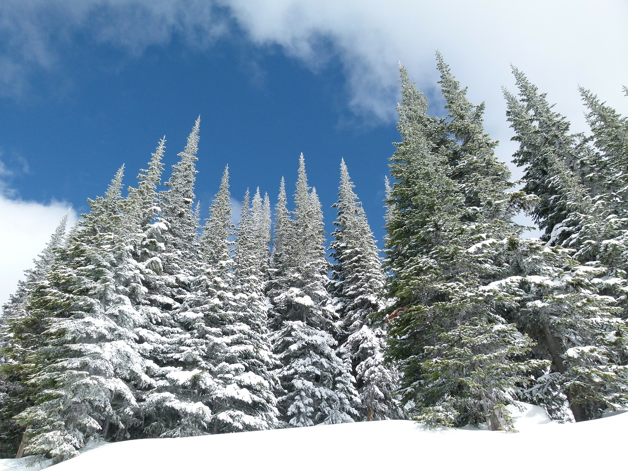 sun peaks ski resort british columbia free photo