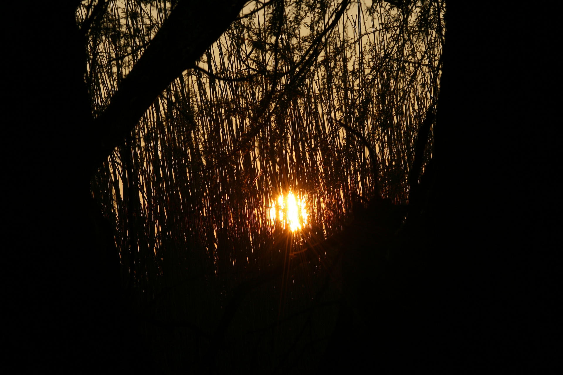 veld grass sunset free photo